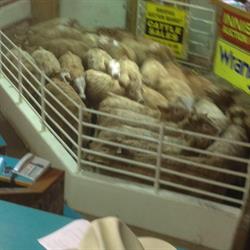 Innisfail Auction Market Ltd, opening hours