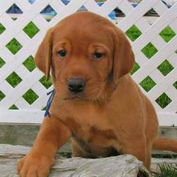 K-9 Concepts All Breed Dog Training in St. Thomas, ON (Argyle) - Opening Hours
