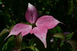Briar Patch Farm & Nursery The, Berwick, NS opening hours