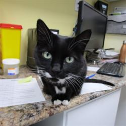 St Clair Veterinary Facilities in Toronto, ON (Midtown Toronto) - Opening Hours