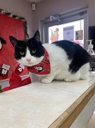 Main Street Veterinary Hospital, Fredericton, NB opening hours