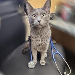 Thunder Bay Veterinary Hospital, opening hours