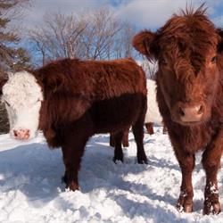 High Prairie Veterinary Services, opening hours