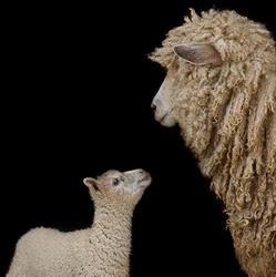 Gaspereau Valley Fibres - Farm Shop, Wolfville, NS opening hours