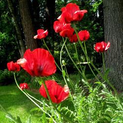 Poppy Estate Public Golf Course Ltd, Aldergrove, BC opening hours