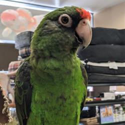 Pet Circus in Ottawa, ON (Centretown) - Opening Hours