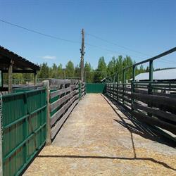 B C Auctions, Quesnel, BC opening hours