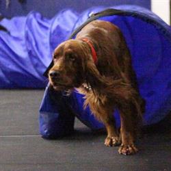 Just Fur Fun Canine Campus Training Centre, Markham, ON opening hours