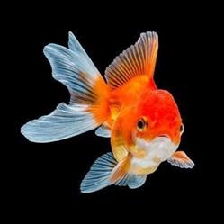 Fish Gallery in Winnipeg, MB (North Point Douglas) - Opening Hours
