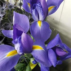 Flowers Plus, Sarnia, ON opening hours