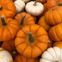 Pumpkin Patch, Saint John, NB opening hours