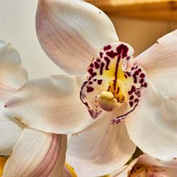 Dundas Flowers in London, ON (Central London) - Opening Hours