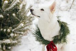 Friendly Pets, Fort St. John, BC opening hours