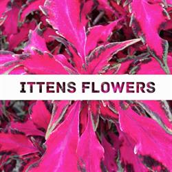 Ittens Flowers, Wainfleet, ON opening hours