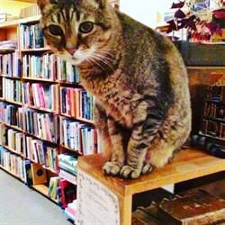 Kestrel Books in Vancouver, BC (Kitsilano) - Opening Hours