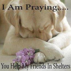 Fort Erie Spca, opening hours