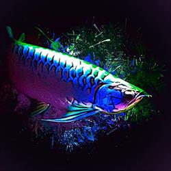 Dragon Aquarium in Mississauga, ON (Dixie) - Opening Hours