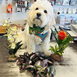 Dogwood Pet Mart, Campbell River, BC opening hours