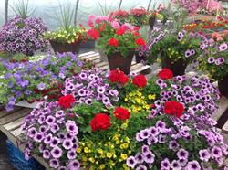Eastside Nursery, Bathurst, NB opening hours
