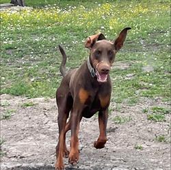 Bos Best Kennels, Prince George, BC opening hours