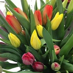 Roys Florist, Cornwall, ON opening hours