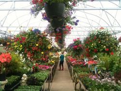 Anderton Nursery, Comox, BC opening hours