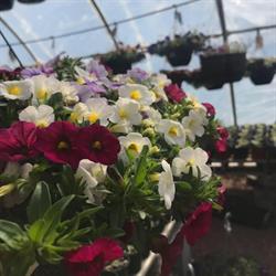 Grays Greenhouses, Antigonish, NS opening hours
