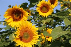 Sandy Shore Farms, Port Burwell, ON opening hours