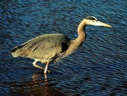 Village of Masset, opening hours