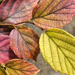 Brock Road Nursery, Garden Centre & Gift Shoppe, Guelph, ON opening hours