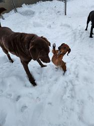 HY Country Kennels, Vernon, BC opening hours