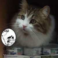 Village Cat Clinic, Ancaster, ON opening hours