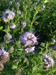 Country Lane Apiary, Delta, BC opening hours