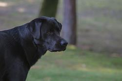 Pitt Meadows Kennels, opening hours