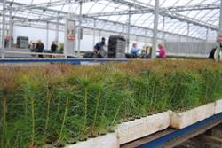 Hills Greenhouses Ltd, Murillo, ON opening hours