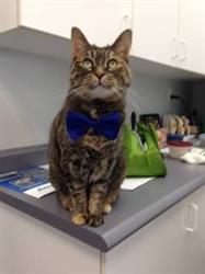 Quaker Hill Veterinary, Newmarket, ON opening hours