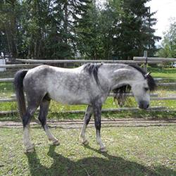 Double m Ranch Morgans, Quesnel, BC opening hours