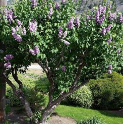 Don & Anna's Greenhouses, Keremeos, BC opening hours