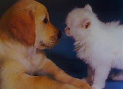 Best Friends Pet Centre, Sudbury, ON opening hours