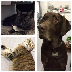 Kitsilano Animal Clinic in Vancouver, BC (Kitsilano) - Opening Hours