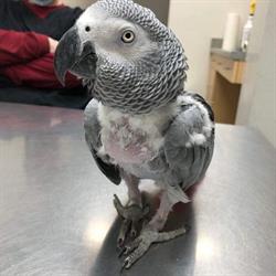 Night Owl Bird Hospital in Vancouver, BC (Fairview) - Opening Hours