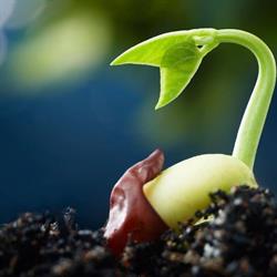 Pioneer Nursery Limited, Kemptville, ON opening hours