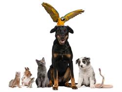 Proud Pets & Pet Supplies, New Glasgow, NS opening hours