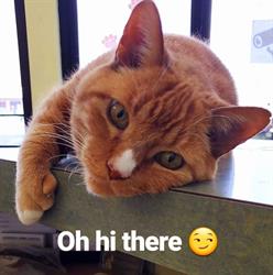 Assiniboia Animal Hospital, Winnipeg, MB opening hours