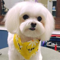 Designer Dogs Grooming SPA, Cobourg, ON opening hours