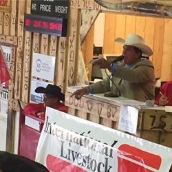 Foothills Auctioneers, Stavely, AB opening hours