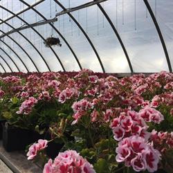 Columbia Valley Greenhouses, Trail, BC opening hours