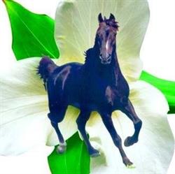 Trillium Morgan Horse Farm, Orono, ON opening hours