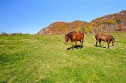 Captiva Farms Riding Stables, Wakefield, QC opening hours