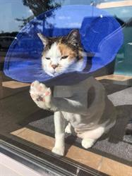 Westend Veterinary Hospital, Orangeville, ON opening hours